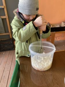 Zaķēni skābēja kāpostus, lai nākamājā nedēļā gatavotu, ko gardu.